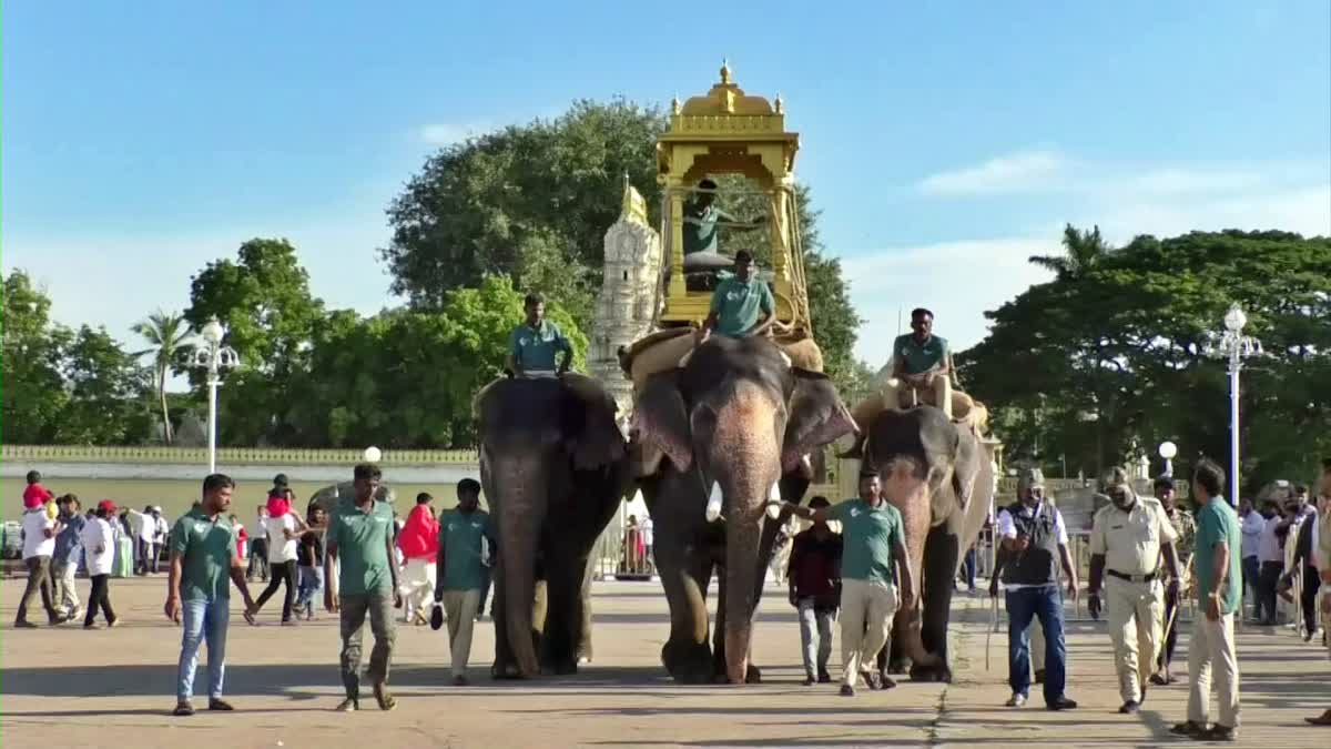 Wooden Ambari carriying training to the elephant Mahendra