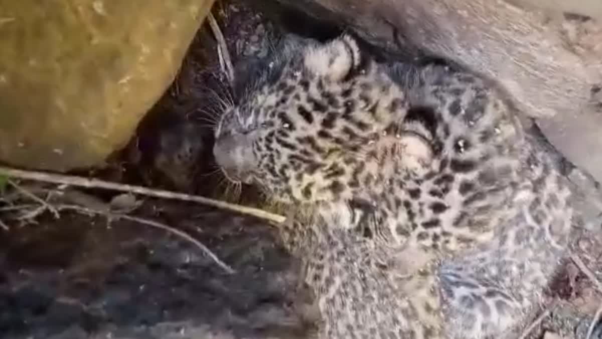 Leopard cubs found in Almora Sunauli village