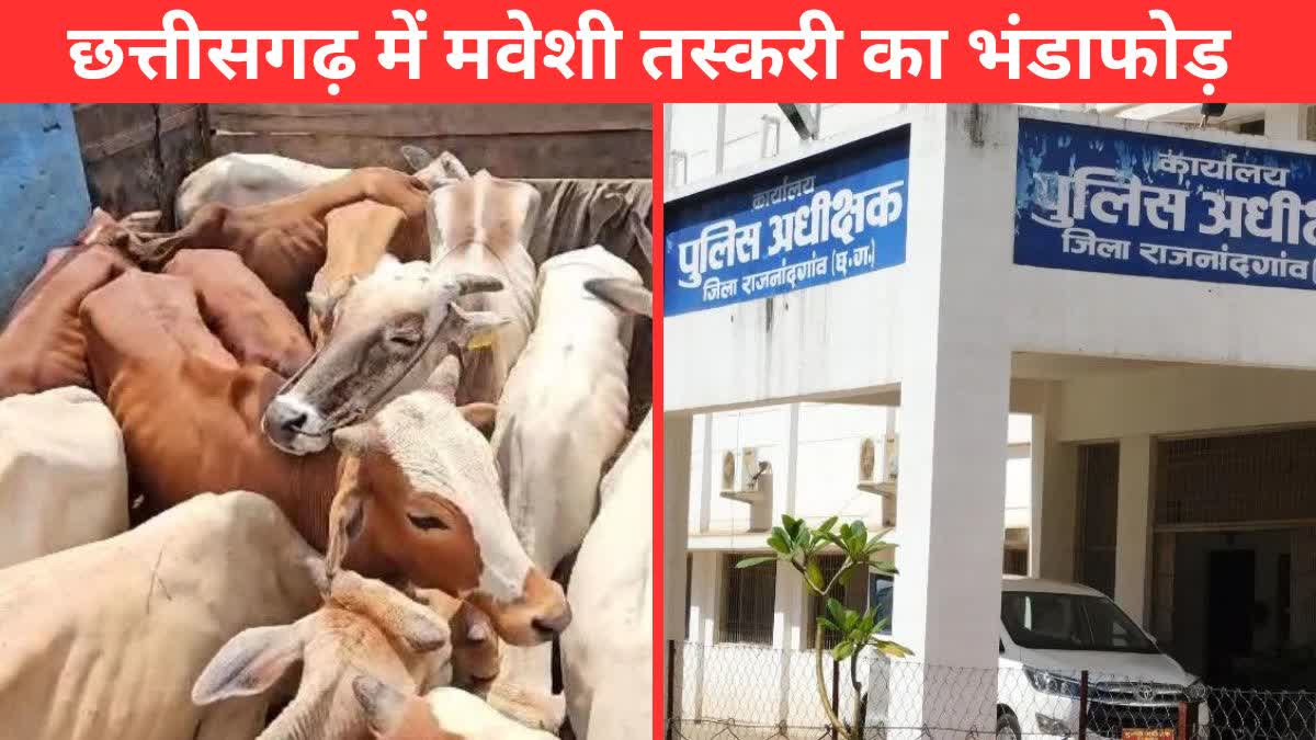 cattle smuggling in Chhattisgarh