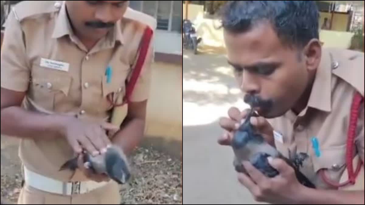 A firefighter saved the life of an unconscious crow by giving it CPR