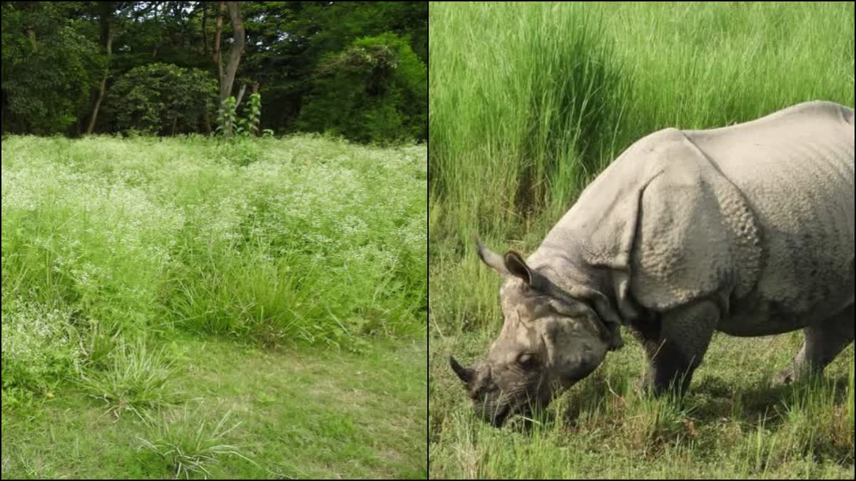 असम में विशालकाय गैंडों के लिए आफत बने आक्रामक पौधे, वन्यजीव प्रेमियों ने जताई चिंता