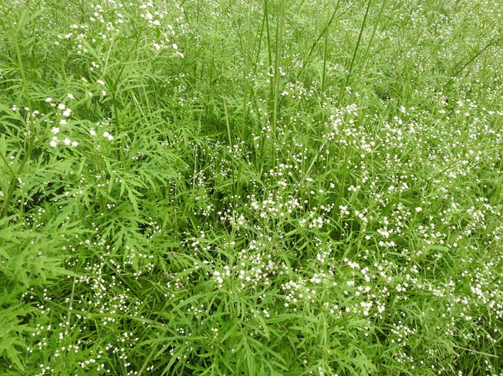 invasive plants in Assam