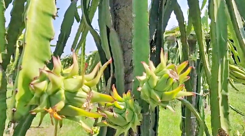 Dragon Fruit Cultivation