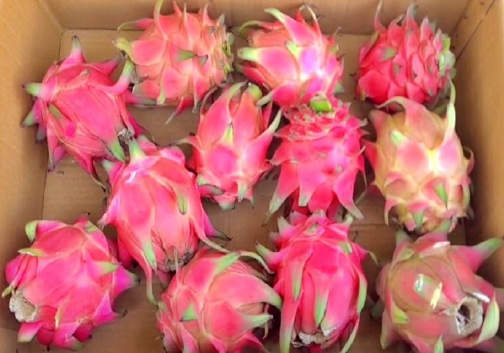 Dragon Fruit Cultivation