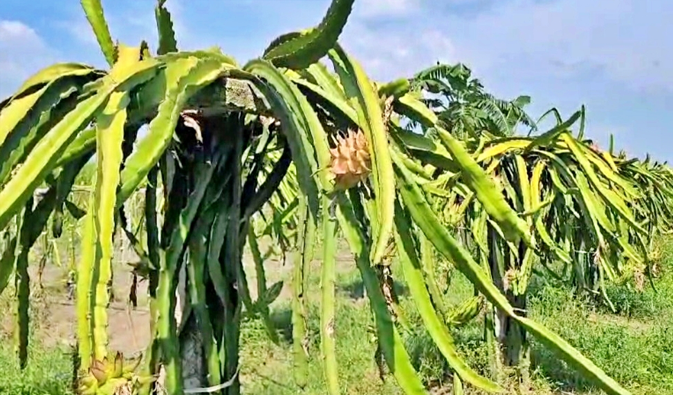 Dragon Fruit Cultivation