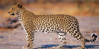 SHIVPURI LEOPARD SEEN