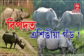 One horned rhinos in Assam