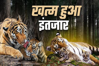 TIGER RESERVES OPENING SOON MADHYA PRADESH