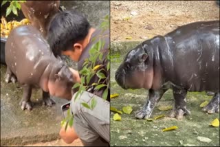 This baby hippo became a boon for the zoo