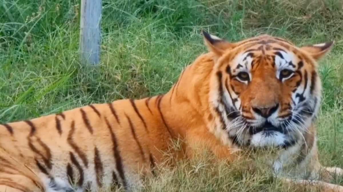 Tigers Counting in Uttarakhand