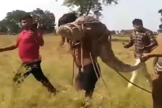 Video shows man carrying crocodile on his shoulder in Uttar Pradesh's Lalitpur