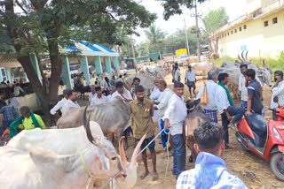 farmers-ready-sell-cattles-due-to-drought-in-haveri