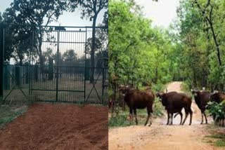 Forest Buffalo Breeding Center