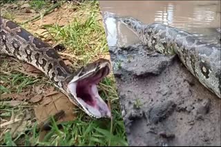 Two pythons found Viral Video