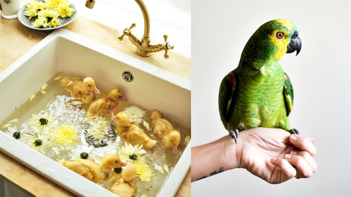 BIRDS MAY DIE IF USING SHAMPOO SAVLON DETTOL FOR BIRDS BATH AND MEASURES FOR BIRDS BATHING