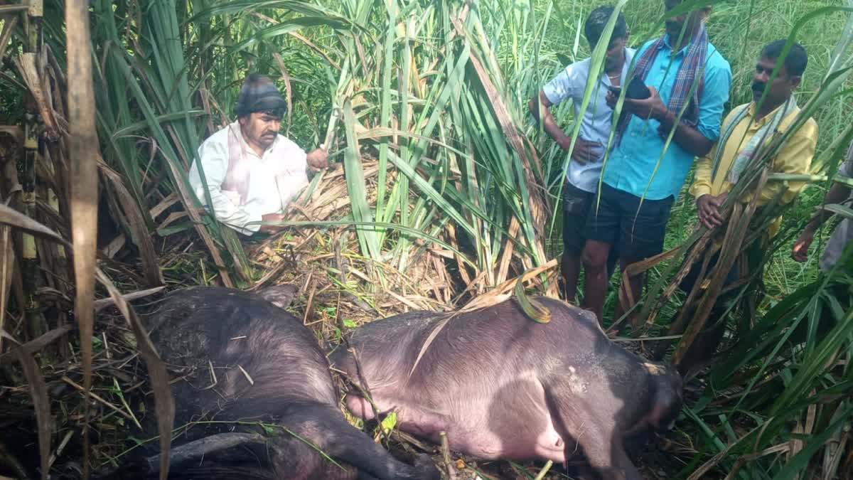 BUFFALOES WASHED AWAY IN FLOOD