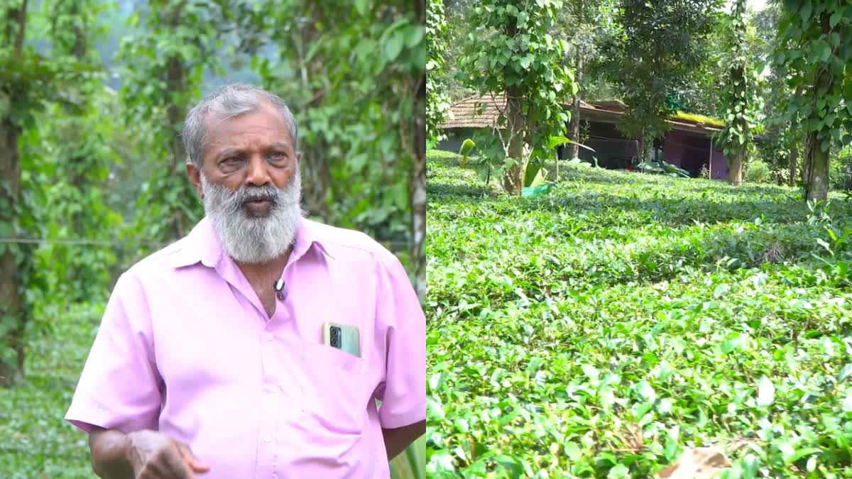 ഇടുക്കി തേയില കൃഷി  തേയിലകൃഷി  TEA CULTIVATION  LOWRANGE AREA IDUKKI