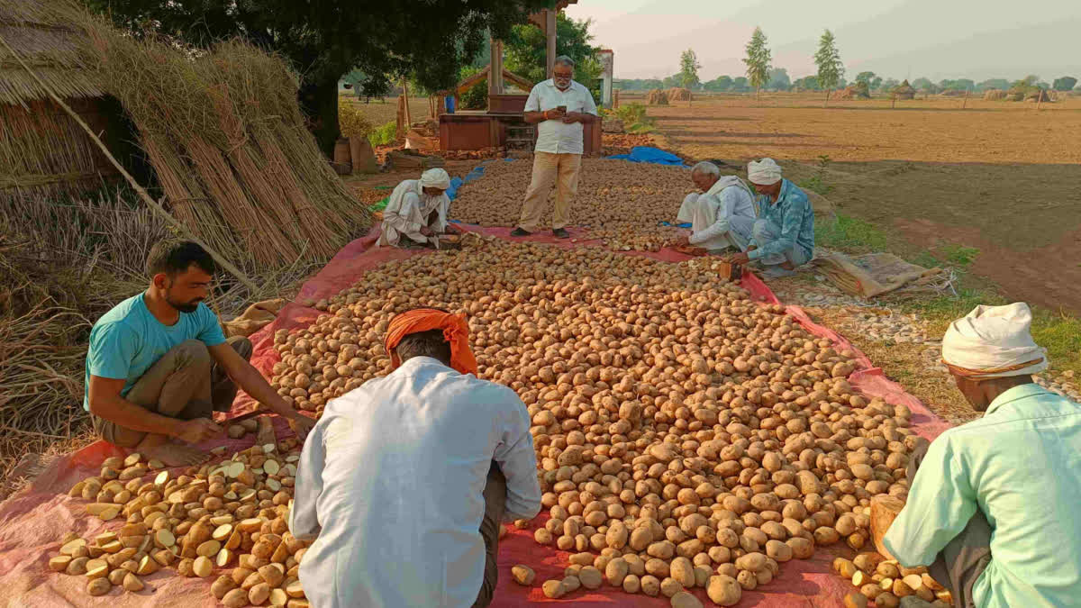 Sowing of Rabi Crops in Dholpur