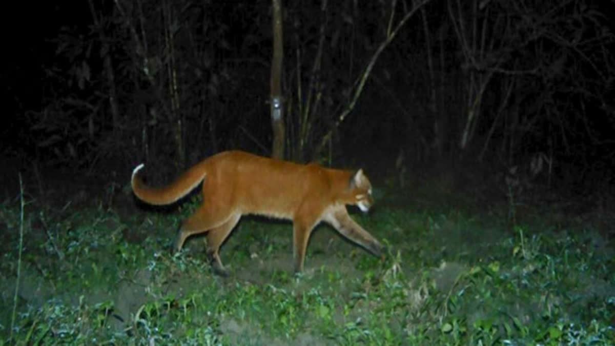 MANAS NATIONAL PARK  ASSAM FOREST DEPARTMENT  മാനസ് ദേശീയോദ്യാനം  IUCN