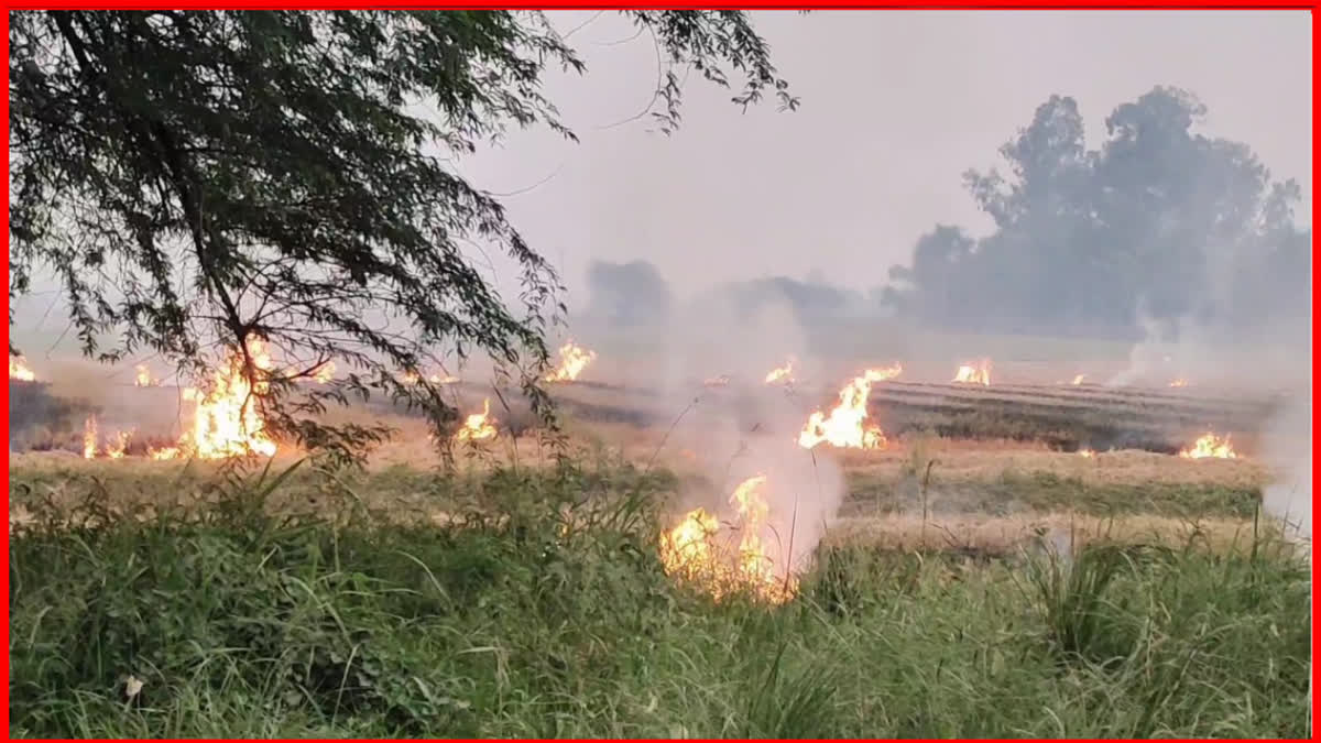 Haryana stubble burning