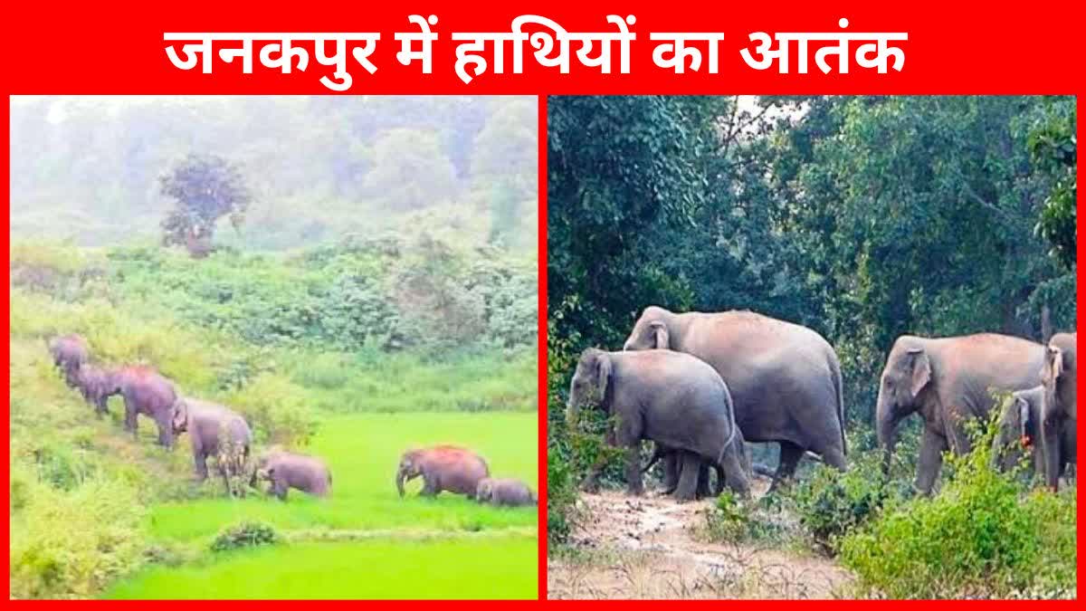 Elephant terror in chhattisgarh