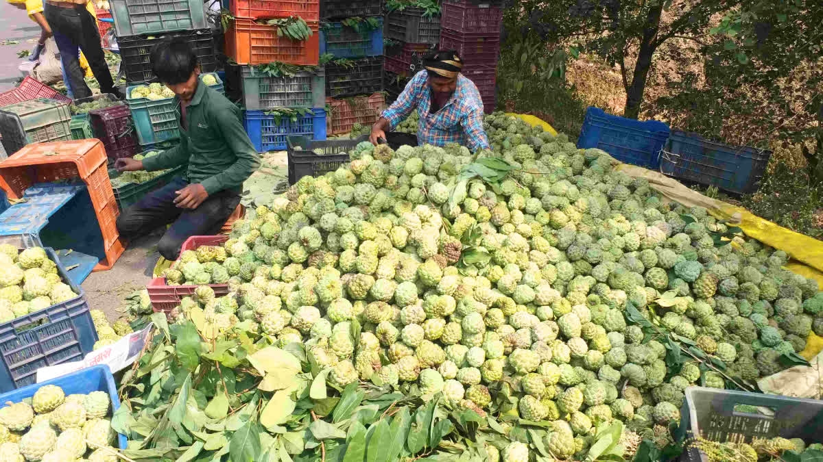 CUSTARD APPLE EDIBLE FOR DIABETIC PATIENTS AND SITAPHAL SUGAR APPLE CHERIMOYA BENEFITS