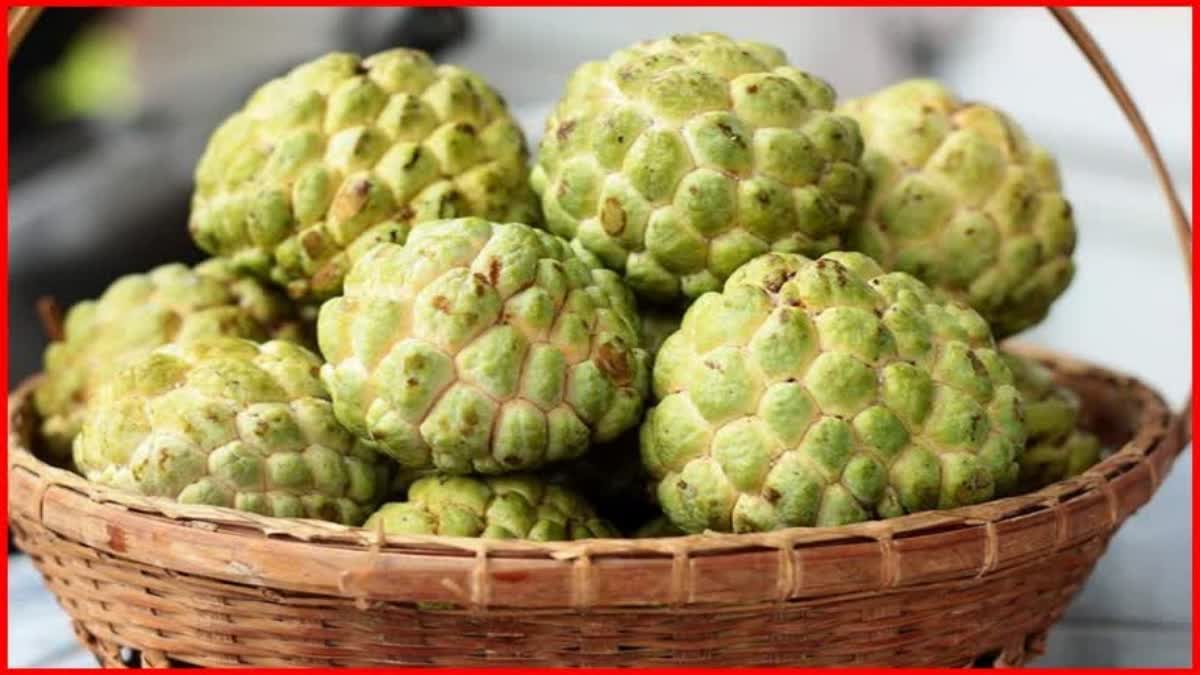 Sitaphal Sugar Apple Cherimoya benefits and Custard apple edible for diabetic patients