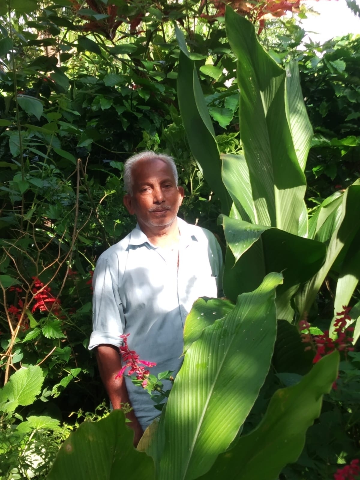 മഞ്ഞളിന് പേറ്റൻ്റ്  TURMERIC VARIETY GOT PATENT  LATEST MALAYALAM NEWS  FARMER IN WAYANAD GOT PATENT