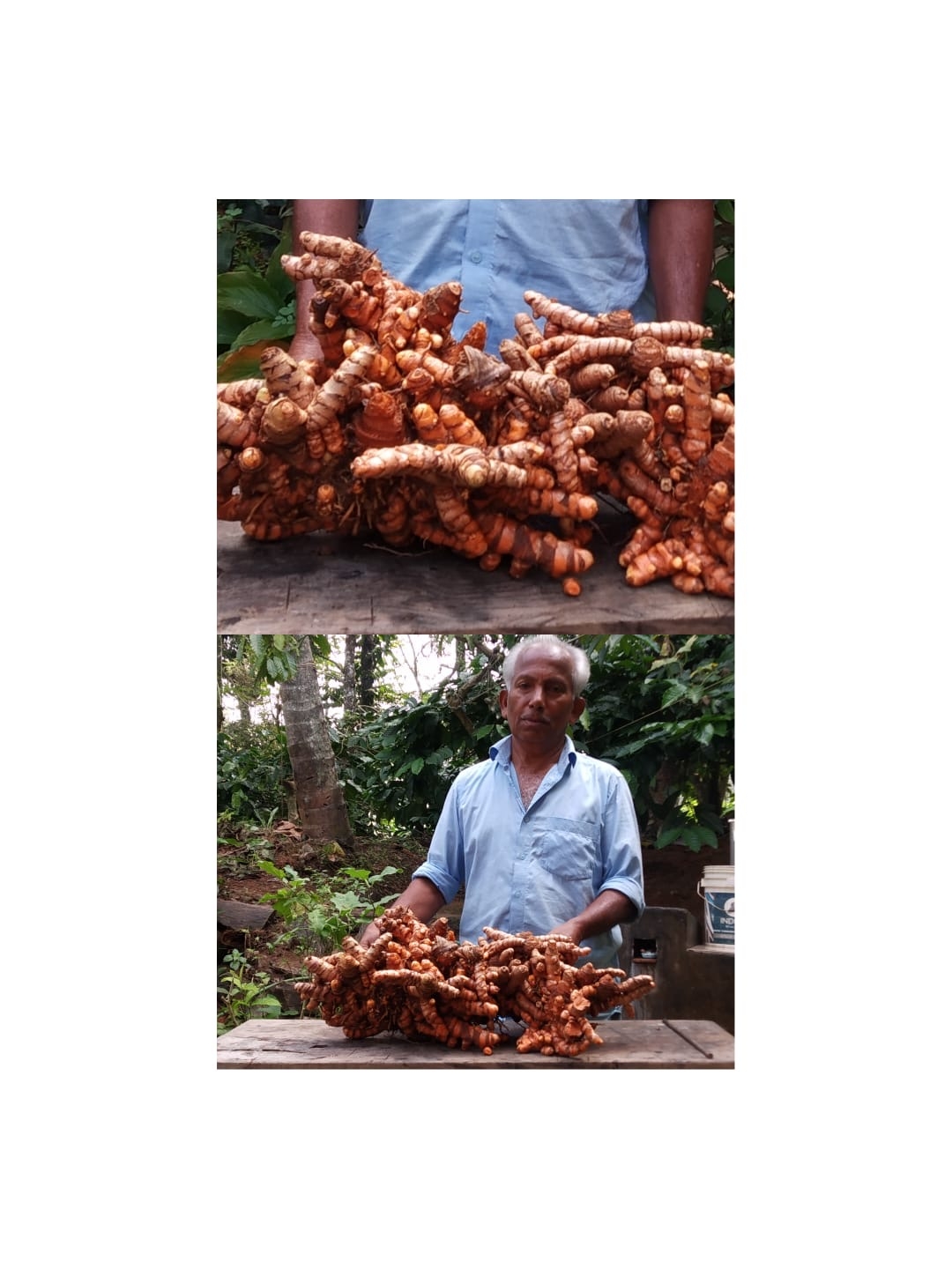 മഞ്ഞളിന് പേറ്റൻ്റ്  TURMERIC VARIETY GOT PATENT  LATEST MALAYALAM NEWS  FARMER IN WAYANAD GOT PATENT