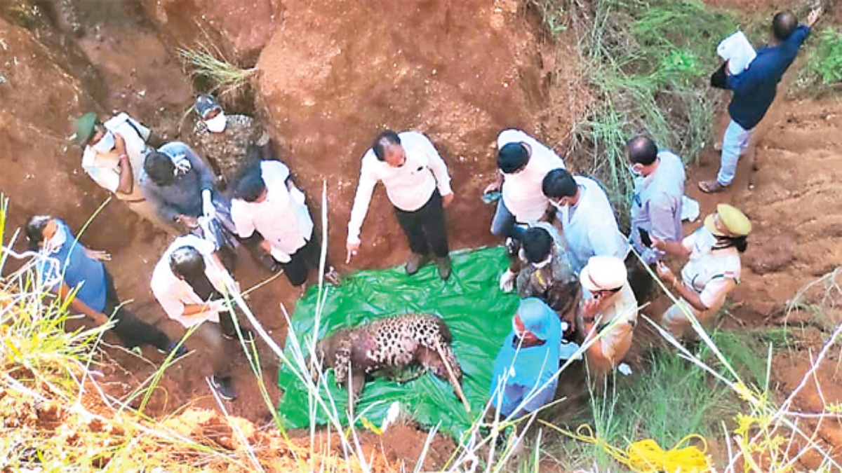 Chetah Died in Chittoor Forest