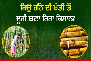 SUGARCANE FARMING