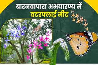 Butterfly meet in Barnawapara Sanctuary