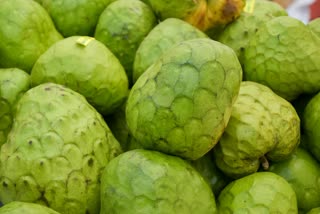 Sitaphal Sugar Apple Cherimoya benefits and Custard apple edible for diabetic patients