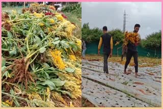 flower-damaged-due-to-heavy-rainfall-in-doddaballapura