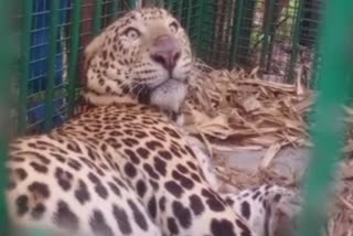 LEOPARD CAUGHT