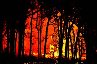 CARBON EMISSIONS  CARBON INCREASE EMISSIONS DUE FIRES  FOREST FIRES ISSUE  FOREST FIRES RESEARCH