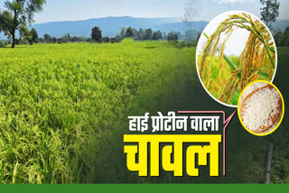 HIGH PROTEIN RICE FARMING IN MP