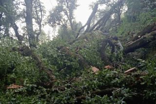 FELLING OF TREES IN UTTARKASHI