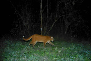 A group of scientists and conservationists reconfirmed the existence of the Asiatic golden cat (Catopuma temminckii) in the Manas National Park of Assam