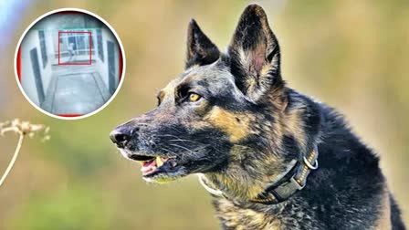 Young Man Died After Chased By A Dog