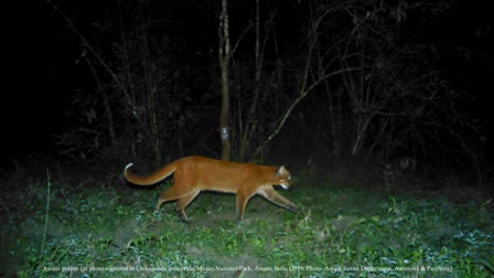 A group of scientists and conservationists reconfirmed the existence of the Asiatic golden cat (Catopuma temminckii) in the Manas National Park of Assam