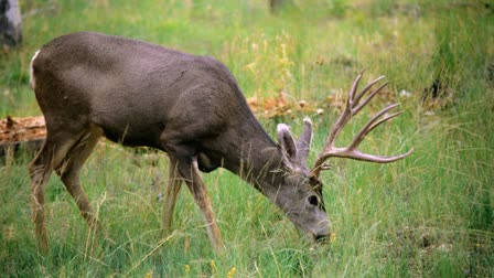 BHOPAL BLACK DEER HUNTING CASE