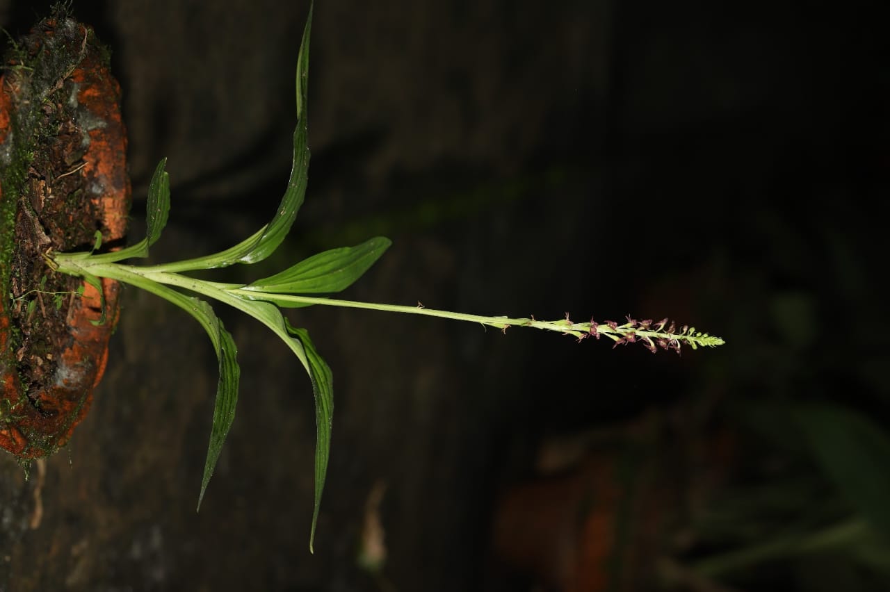 New Orchid in Assam