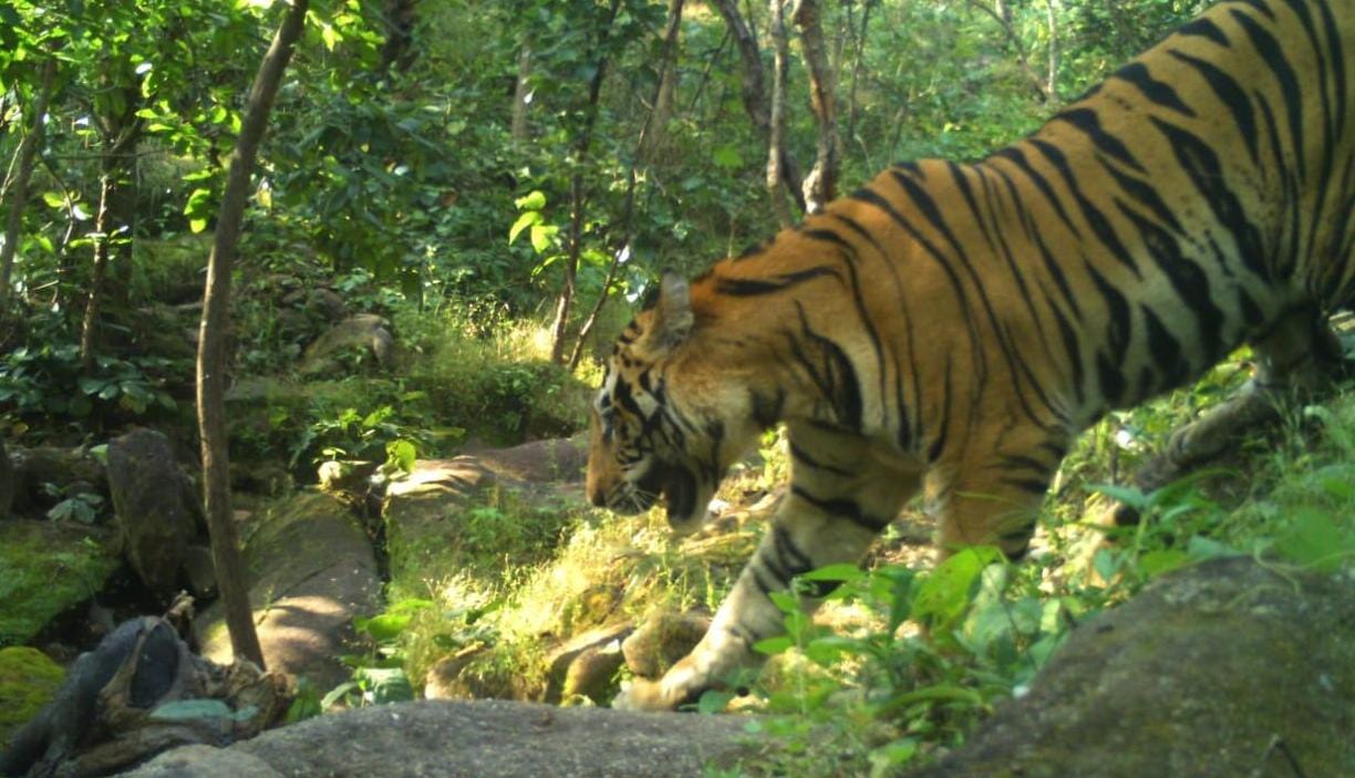 movement of tiger in Baikuthampur