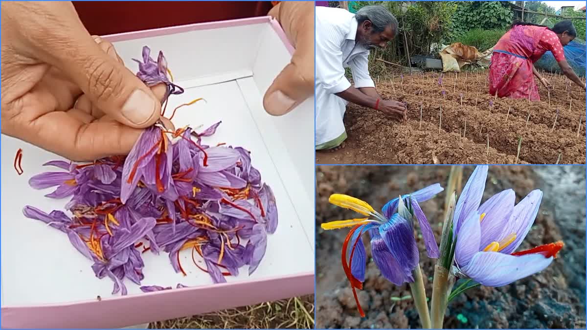 Saffron Cultivation In Kerala