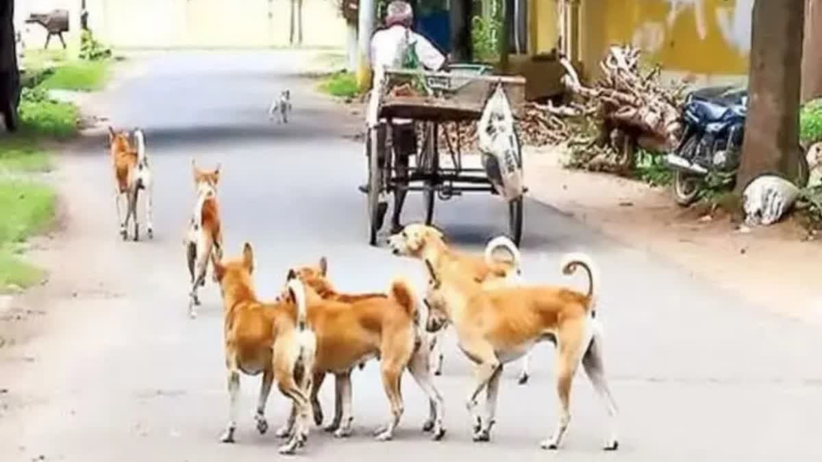 Why Dogs Chase Bikes And Cars On Roads