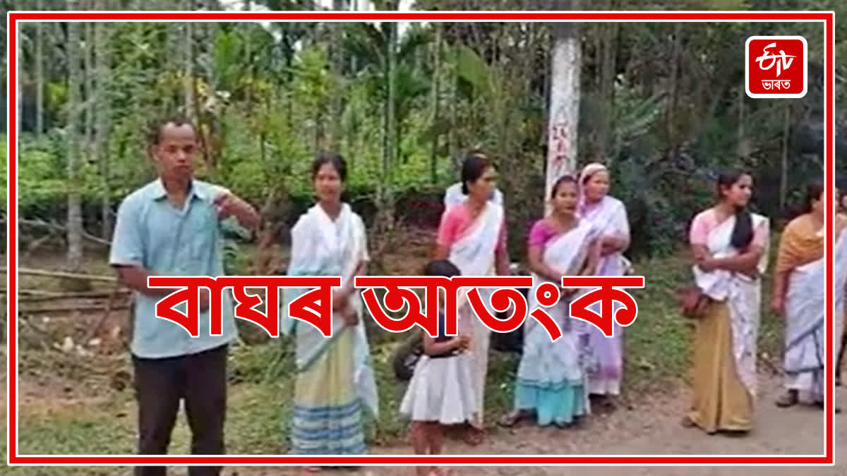 Demand for caging of tigers in Tinsukia