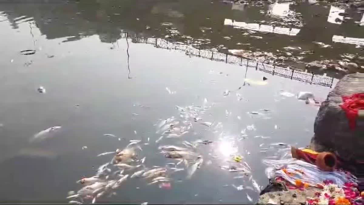 Many fish found dead in Shipra river