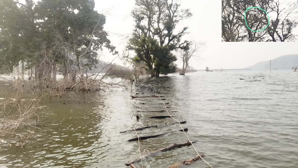 Rescue of monkeys stuck on trees continues in Bhavsa Dam