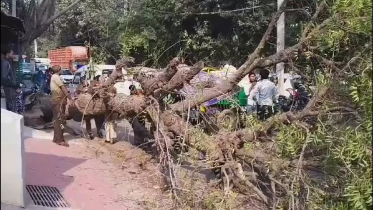 सुल्तानपुर माजरा में ई रिक्शा पर गिरा पेड़